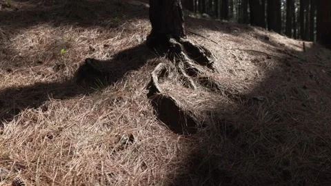 Mid shot of a tree trunk in the forest Stock Footage 282963282