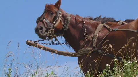 Mid Shot of two horses at Gorodetske village in Zhytomyr province, Ukraine Stock Footage 45968243