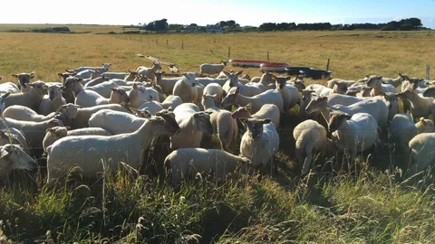 Mid size shot of bleating sheeps Stock Footage 115761308