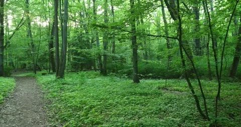 Mid Spring Forest with Bird Songs in Wkrzańska Forest, Szczecin, Poland Stock Footage 335836451