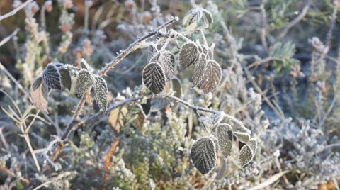 Mid-winter frost, Castle Bottom, Hampshire, UK Stock Footage 48487575
