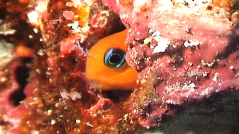 Midas Blenny (Ecsenius midas) Close Up Stock Footage 291219560