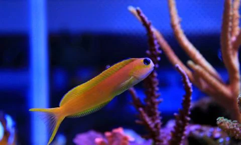 Midas Blenny (Ecsenius midas) Photos