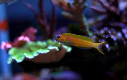 Midas Blenny (Ecsenius midas) Stock Photos