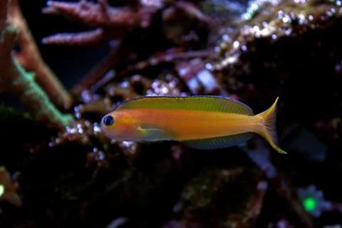 Midas Blenny (Ecsenius midas) Stock Photos