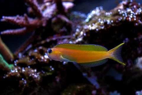Midas Blenny (Ecsenius midas) Stock Photos