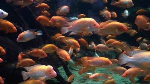 Midas Cichlid fish Stock-Footage 232300743