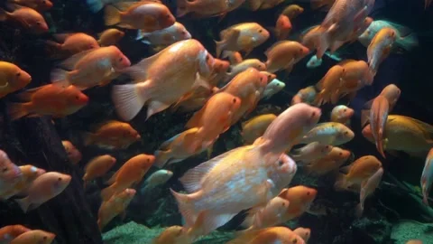 Midas Cichlid in fish tank Stock Footage 232300699