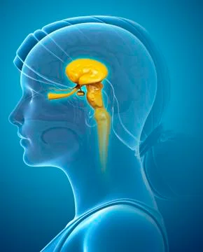 Midbrain anatomy, illustration Stock Illustration