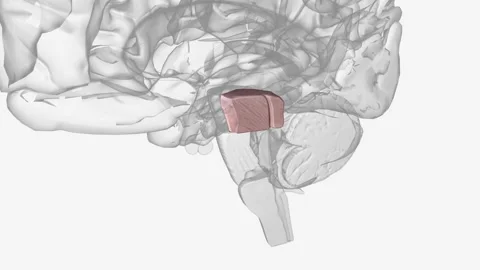 The midbrain is the smallest portion of the brainstem (about 1.5 cm) and its Video stock 271034205