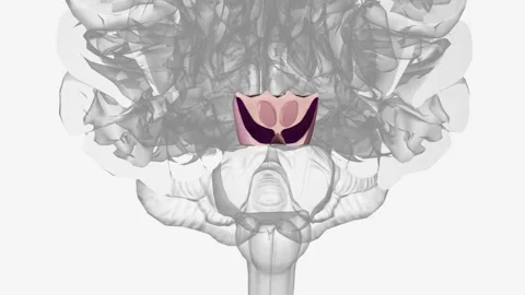 The midbrain is the smallest portion of the brainstem (about 1.5 cm) and its Video stock 271045013