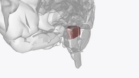 The midbrain is the smallest portion of the brainstem (about 1.5 cm) and it.. Stock Illustration