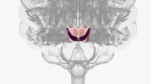 The midbrain is the smallest portion of the brainstem (about 1.5 cm) and it.. Stock Illustration