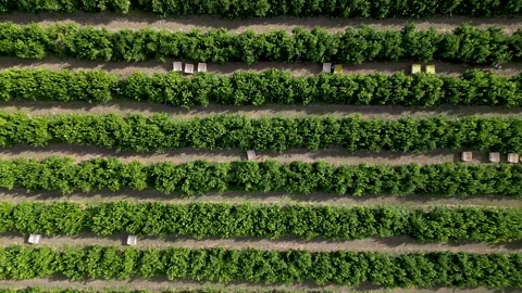 Midday Aerial Pattern of Citrus Farm Lanes with Scattered Picking Boxes Stock Footage 337566382