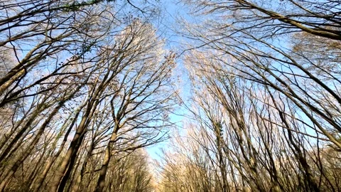 Midday Light Forest With Autumn Trees Stock Footage 339962569