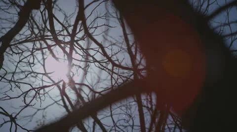 Midday sun flares through the branches of an Oak tree Stock Footage 22050401