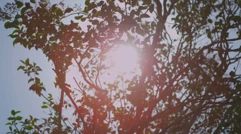Midday sun flares through foliage Stock Footage 22050403