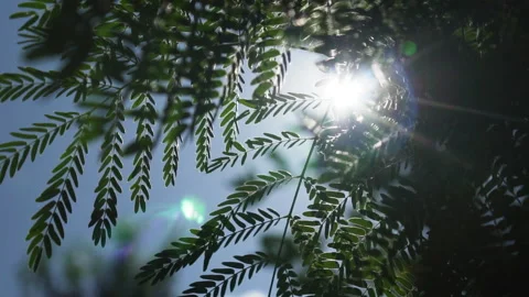 Midday Windy Closeup Sun Rays Through Leaves Stock Footage