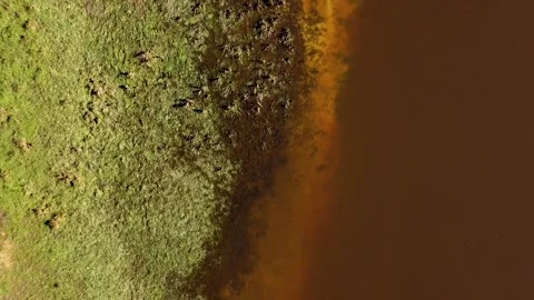 Middelrode swamp Stock Footage 150725979