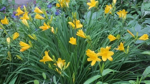 Middendorff daylily Stock Footage 106247076