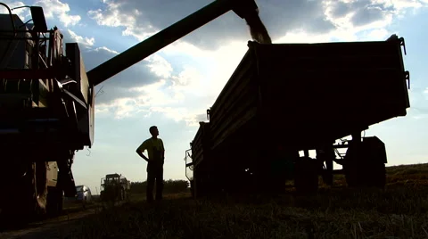 Middle age farmer checking wheat storage on trailer. Stock Footage 54596040
