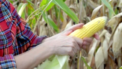 Middle age female worker peels off leaves from ripe corn cob Stock Footage 139609499