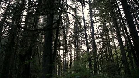 A middle age man of Middle Eastern descent on a nature walk through an evergreen Stock Footage 115332221