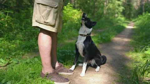 Middle age man Teaching his dog  the Give Paw Trick. Dog Training in the park. Stock Footage 157073162