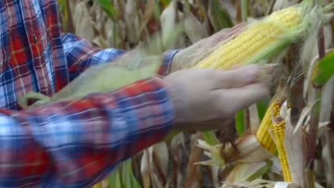 Middle age worker peels off leaves from ripe corn cob Stock Footage 139933442