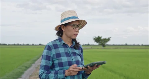 Middle Aged Asian Woman Using Laptop in Rice Field Vidéo 338225712
