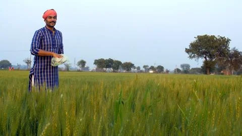 A middle-aged bearded farmer throwing insecticide / pesticide in his wheat field Stock Photos