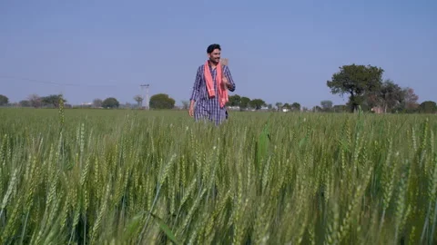 A middle-aged bearded Indian farmer with a shovel / Phawra in his green farml... Stock Footage 175745555