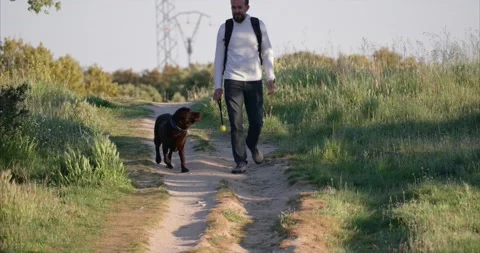 Middle-aged bearded man taking a walk in the countryside with his L Stock Footage 160401251