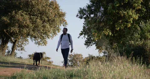 Middle-aged bearded man taking a walk in the countryside with his Labrador re Stock Footage 160680319