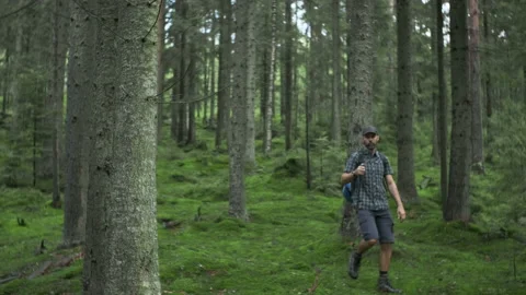 Middle-aged beared hiker man in a plaid shirt with trekking poles walk in green  Stock Footage 205610054