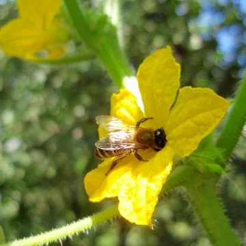 A middle-aged bee with battered wings on a cucumber flower. Foto stock
