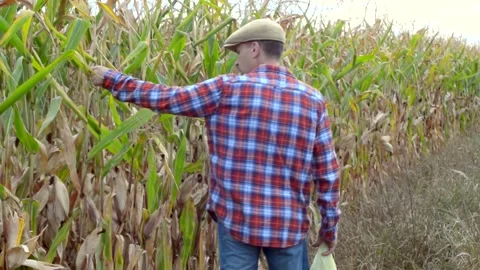 Middle aged caucasian farm worker walks along sweet corn field with two cobs Stock Footage 139933437