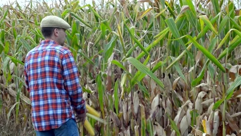 Middle aged caucasian farm worker with two cobs in his hand walks along sweet Stock Footage 139933446