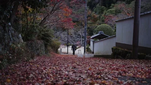 Middle-Aged Caucasian Man Walking in Minoh Park, Japan. Stock Footage 224671102