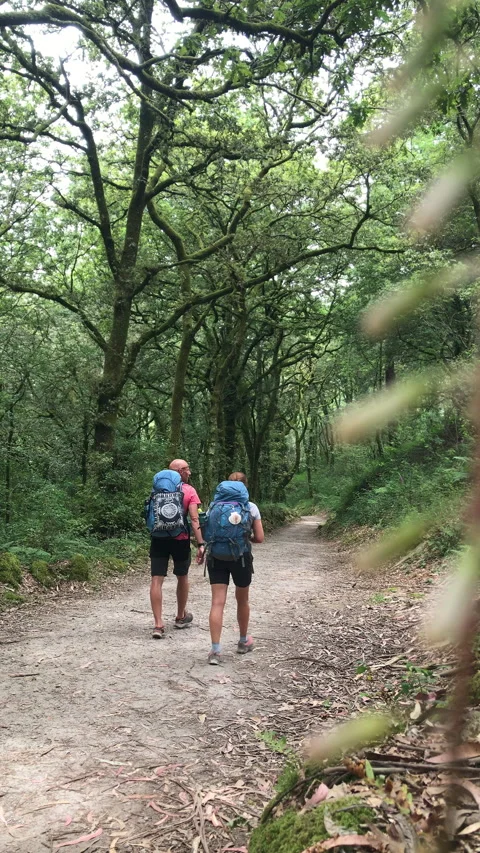 Middle-aged couple with backpacks walking together along path through forest.Cam Stock-Footage 311054191