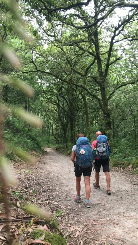 Middle-aged couple with backpacks walking together along path through forest.Cam Stock-Footage 319926776