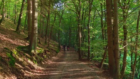 Middle aged couple riding E Bikes through a green leafy forest in Sauerland, Stock Footage 249612820