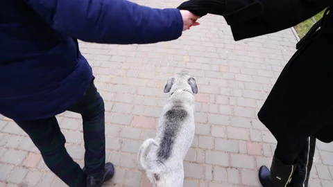 Middle aged couple walking their dog in the city Stockbeeldmateriaal 102882780