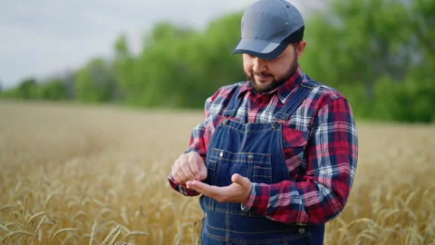 Middle-aged farm worker viewing ripe rye grains in hands, portrait in field. Stock Footage 341566047