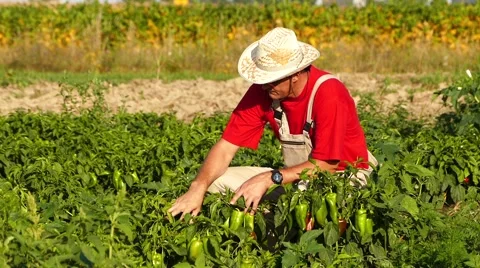 Middle aged farmer checking plants in the pepper field. Sunny summer day. Stock Footage 68187990