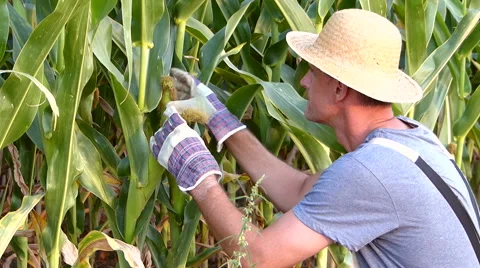 A middle-aged farmer checks the corn plant Stock Footage 54578833