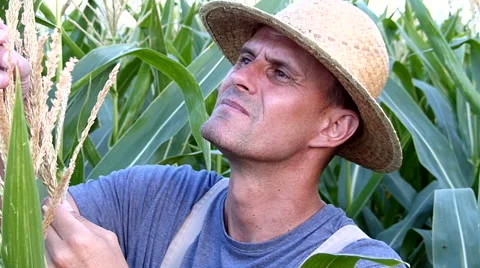 A middle-aged farmer checks the corn plant. Stock Footage 54578977