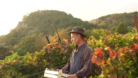 A middle aged farmer man with hat carrying a wooden box of grapes. Organic farm Stock Footage 147311006