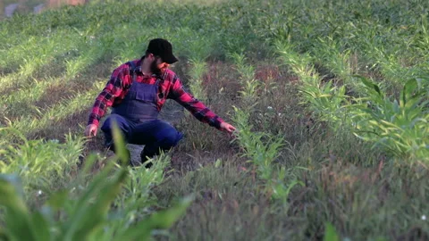 Middle-aged farmer is upset as a result of the destroyed corn crop. The crisis Stock Footage 137222880