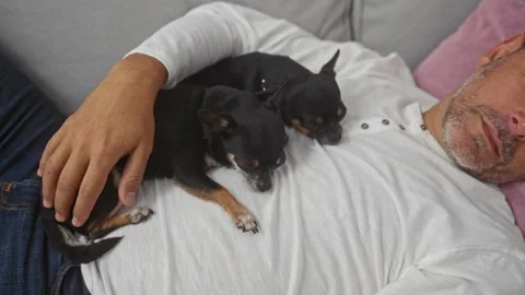 Middle-aged hispanic man sleeping on a couch in a living room with two chih.. Vidéo 285100307